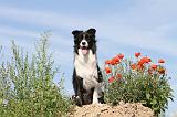 BORDER COLLIE 432